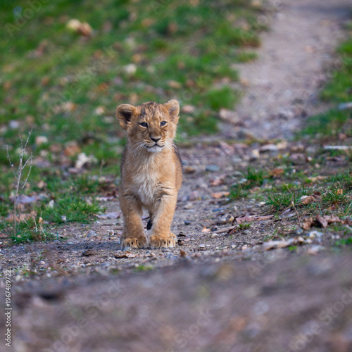Foto young lion cub