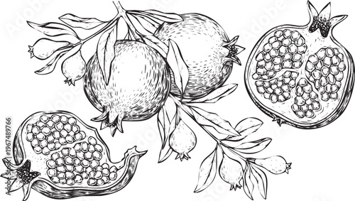 Black and white illustration of pomegranates on a branch