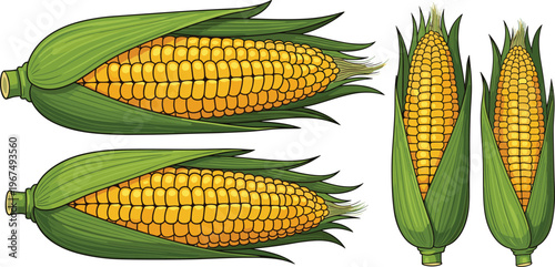 Freshly Harvested Corn on the Cob with Green Husk Illustration Set for Agricultural, Farming, and Food Designs