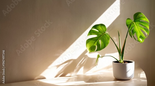 Monstera Plant in a Pot on a Table With Sunlight Creating Shadows in a Room