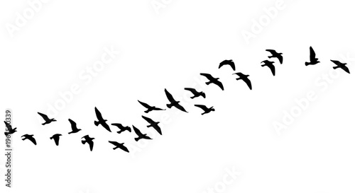 Silhouettes of a flock of birds flying in formation across a clear sky.