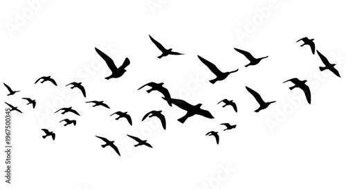 Silhouettes of a flock of birds flying across a white background.