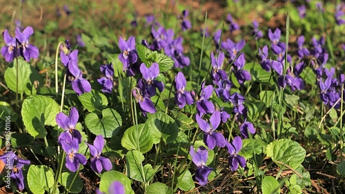 Dense foliage with violet flowers of Wood Violet plants, also called Sweet Violet or English Violet, latin name Viola Odorata growing in park, sunlit by early spring sunshine, late march season. 