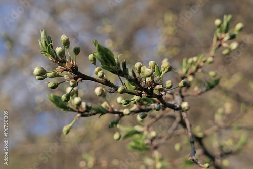 Spring leaves and flower buds on a branch tip of a tree of Prunus family, possibly Prunus Cerasus, common name Sour Cherry, sunlit by spring daylight sunshine.