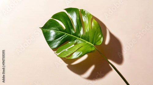 Palm Leaves Cast Shadows on a Light Wall During Afternoon Light in a Simple I...