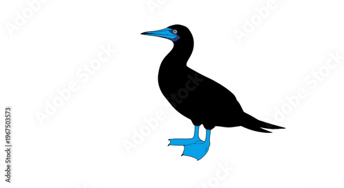 Black bird with blue beak and feet standing alone on white background simple illustration of a cormorant or similar waterbird