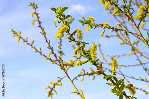 Gentle spring scene with willow earrings. Fluffy branches against the background of a rich blue sky create an atmosphere of peace, purity and the awakening of nature - a symbol of the arrival of sprin