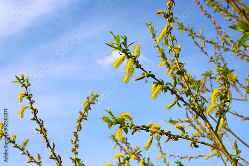 Gentle spring scene with willow earrings. Fluffy branches against the background of a rich blue sky create an atmosphere of peace, purity and the awakening of nature - a symbol of the arrival of sprin