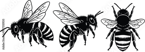 Black and white illustration of bees in different positions flying insects