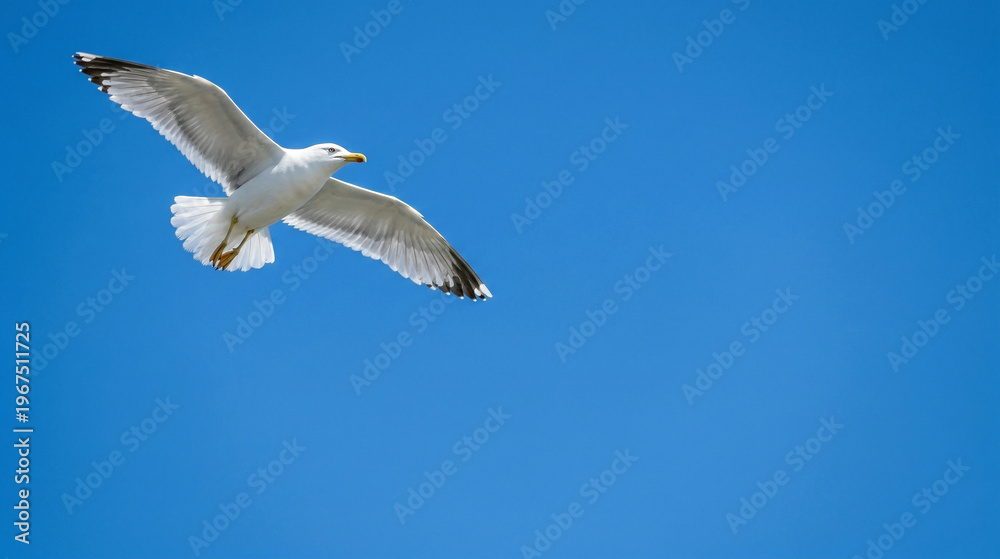 Obraz premium White seagull soaring in a clear vibrant blue sky with large copy space. Minimalist professional nature photography of a bird in flight