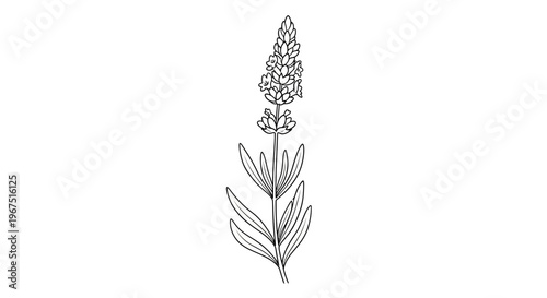 Elegant line art illustration of a single lavender sprig with detailed botanical elements isolated on a clean white background representing nature tranquility and organic beauty