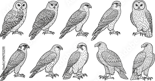 Professional Hand Drawn Birds of Prey Vector Set Featuring Realistic Owls Falcons and Eagles Isolated on White Background for Wildlife Designs