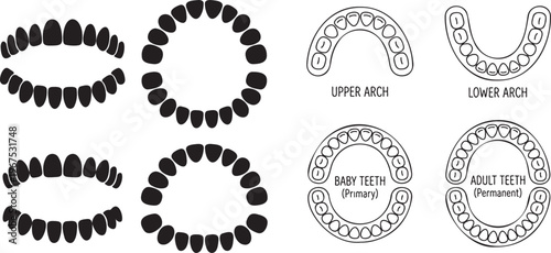 Dental anatomy comparison baby vs adult teeth and arch layouts