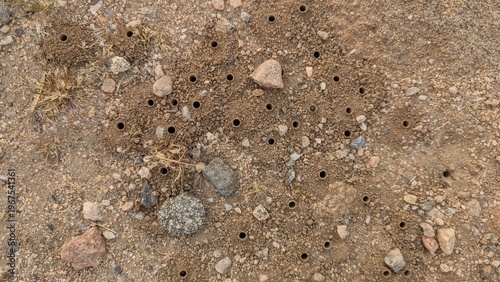 Obraz na płótnie Conical holes made by Alkali Bees on the ground