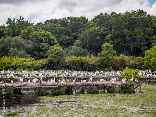 Snowy egrets perch on platforms surrounded by water at Bird City, part of Jungle Gardens at Avery Island, Louisiana.