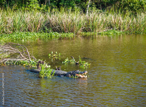 Alligator in the swamp with wide open mouth, enjoying the sunny weather. Atchafalaya basin, LA