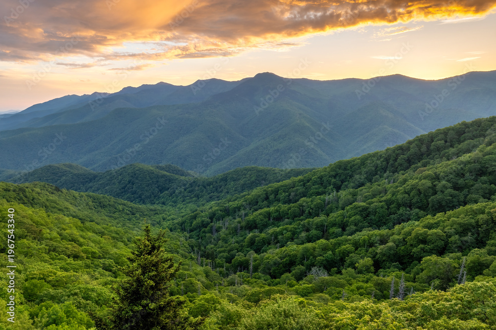 Fototapeta premium Mount Mitchell State Park with summer woods of Appalachian mountains with green canopies in colorful forest at sunset. Wild nature in summertime season
