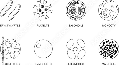 Blood cell types icons set featuring erythrocytes platelets leukocytes lymphocytes eosinophils basophils line vector illustration medical biology science diagram collection design