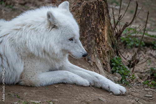 Hudson Bay wolf lying in an outdoor enclosure.