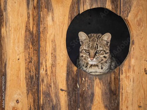 Slika na platnu Geoffroy's cat peeking from a circular hideout in a zoo.