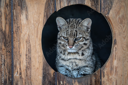 Slika na platnu Geoffroy's cat peeking from a circular hideout in a zoo.