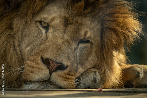 Close-up of a resting Barbary lion's head.