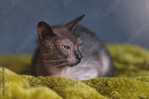 Portrait of Werewolf cat chilling on a green blanket and looking away. Horizontal image with soft focus.	