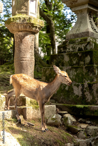Foto A deer gracefully standing in front of the moss covered stone steps and ancient