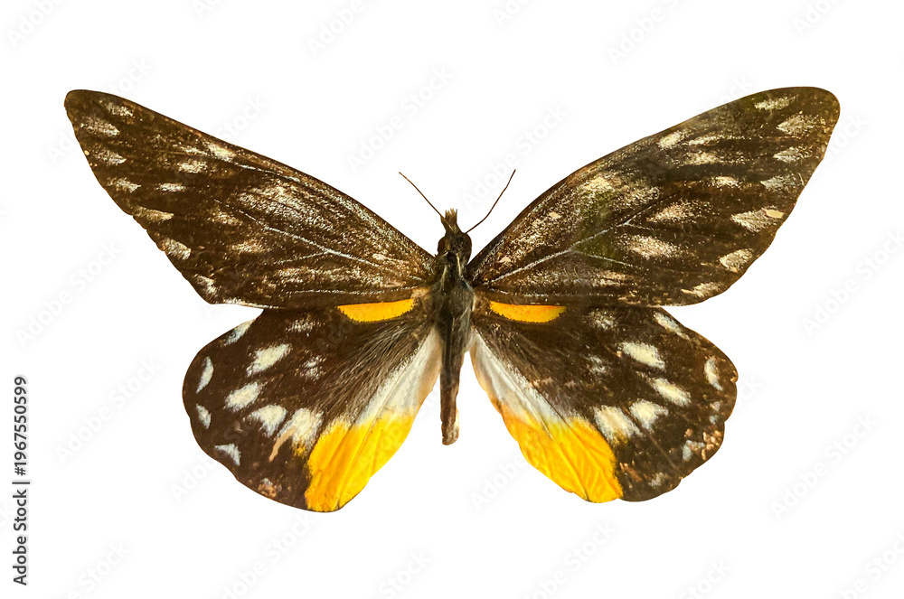 Obraz premium Delias sanaka belladonna butterfly isolated on a transparent background with clipping path. Beautiful butterfly for design.