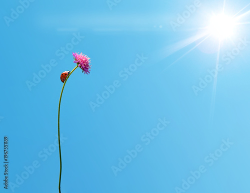 Ladybug climbing a pink wildflower against a clear blue sky with bright sun flare, minimal nature composition with large copy space