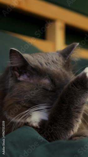 Calm cat grooming. Serene cat meticulously grooming at home. Peaceful feline carefully licking paw on cozy blanket. Tranquil cat spends time cleaning paw gently on comfortable blanket indoors