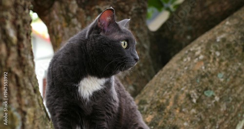 Feline relaxes beneath leaves. Serene cat lounges peacefully beneath thick green foliage and trees. Feline enjoys tranquil moment resting peacefully beneath vibrant leafy canopy and dense trees
