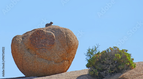 Photography A California Ground Squirrel perched on a large granite boulder in Joshua Tree N