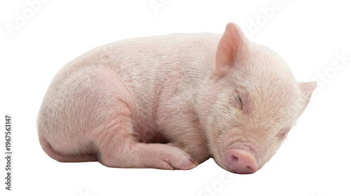 Billede på lærred Adorable pink piglet sleeping peacefully, isolated on transparent background