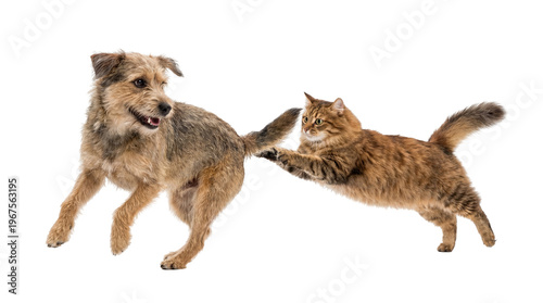 Cuadro en lienzo Brown tabby cat playfully biting a scruffy terrier dog s tail, isolated on trans