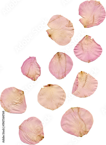 dried rose petals