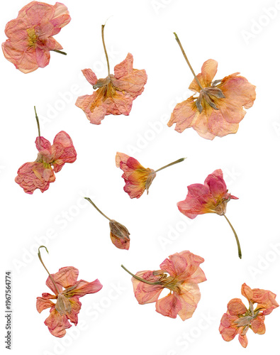 pressed pink flowers cutout real