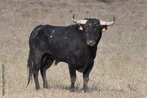 black and white bull