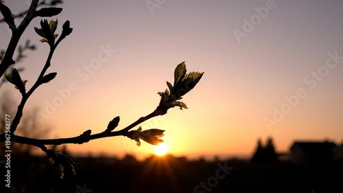 Tree branch with fresh leaves at sunset. Nature scene showing dawn or evening light. Serene outdoor landscape with silhouette of flora during golden hour period.