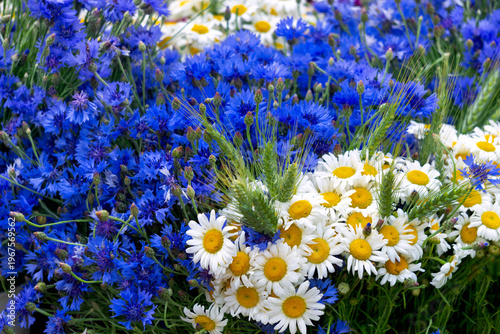 Summer bouquets of white daisies and blue cornflowers.
