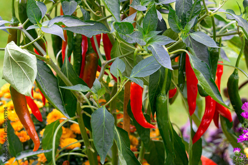 A bush with hot red pepper pods in a garden bed.