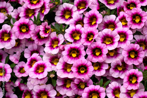 Lilac pink petunia flowers in a flower pot.