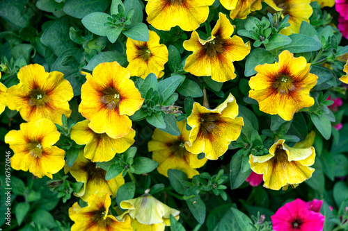Yellow petunia flowers with a colored center in a flower pot.