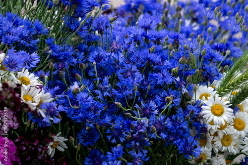 Summer bouquets of white daisies and blue cornflowers.