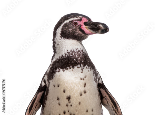 Quadro su tela Isolated close-up studio shot of a Humboldt penguin, head and upper body, lookin