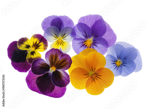 фотографія Isolated collection of beautiful vibrant colorful pansy flowers in various hues