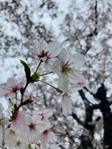 桜が咲く日本の風景