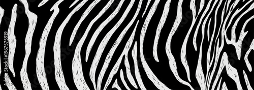 Close-up of Zebra Pattern on Black Background for Wildlife and Animal Texture Concepts