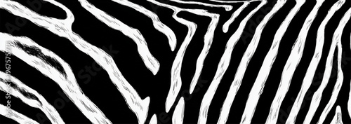 Zebra Stripes Pattern Isolated On Black Background For Wildlife And Texture Concepts