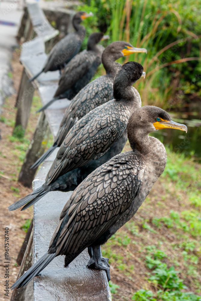 Fototapeta premium Double Crested Cormorants lined up on a fence in the Everglades National Park, Florida